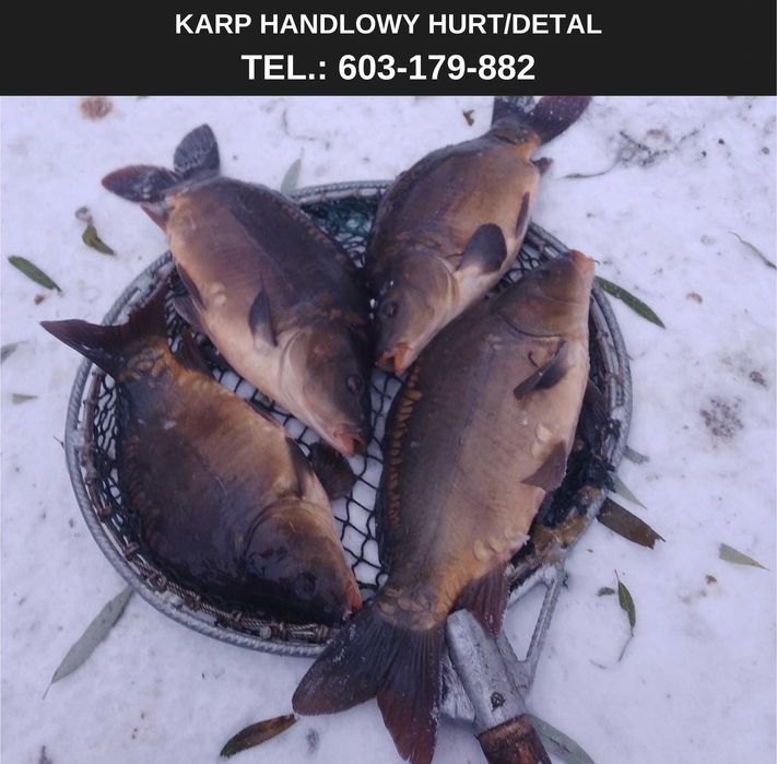 Karp handlowy hurt 15 zł