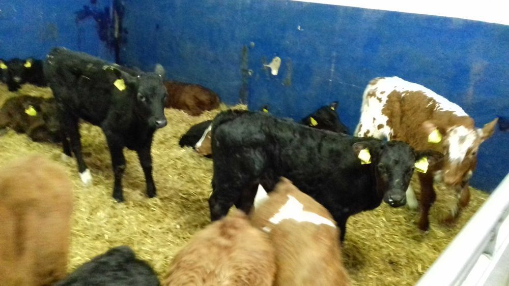 Cielęta, cielaki, byczki oraz jałówki mięsne, MM,MS,HF transport