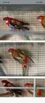 Vendo casal de roselas