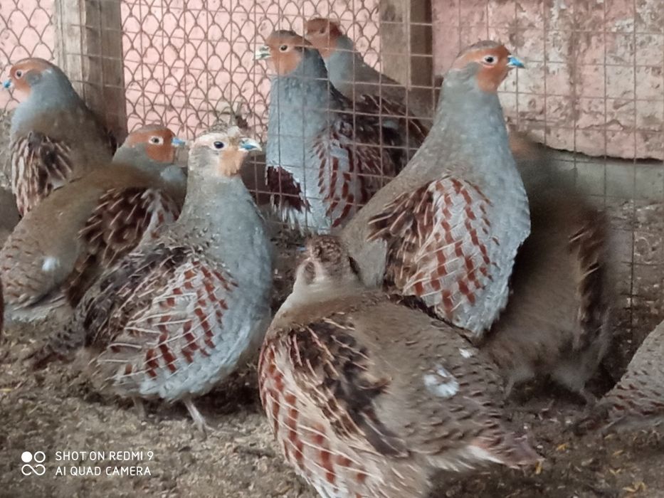 Сірі куріпки (виведенні в 2024-25 році)