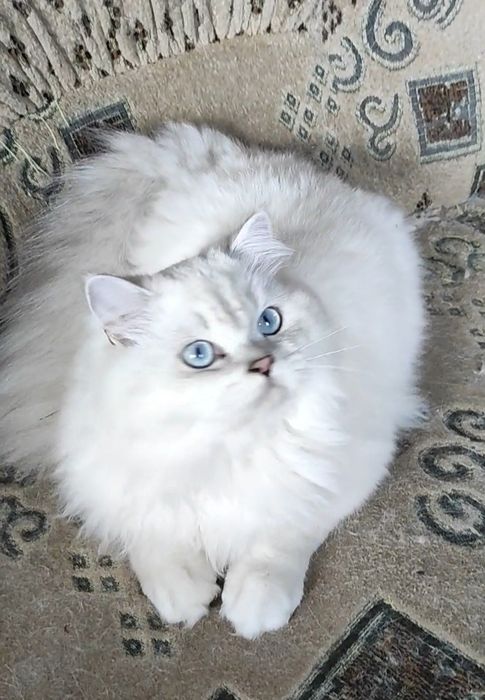 Шикарный мальчик шиншиллка поинт