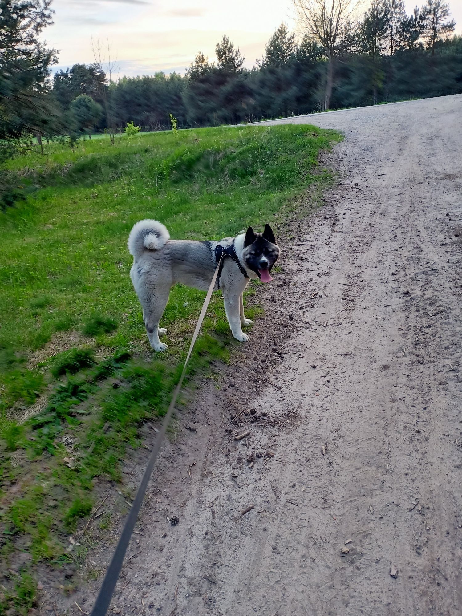 Akita. Miłość na czterech łapach poszukiwana