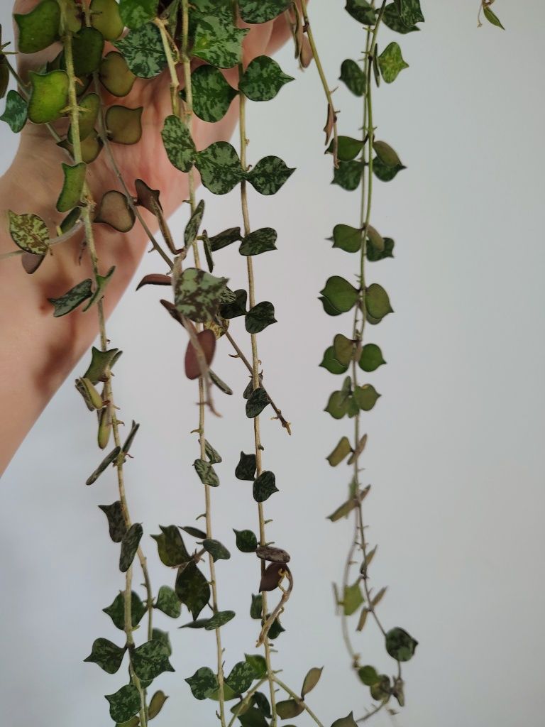 Hoya curtisii cięta 25 węzłów