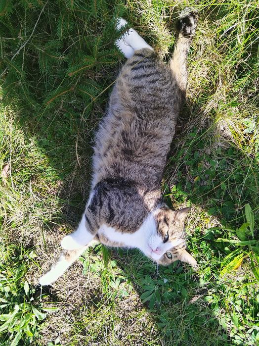 znaleziono kota miejscowość Bednary gmina Pobiedziska