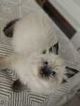 Przepiękny Kocurek Ragdoll. Gotowy do Rezerwacji!