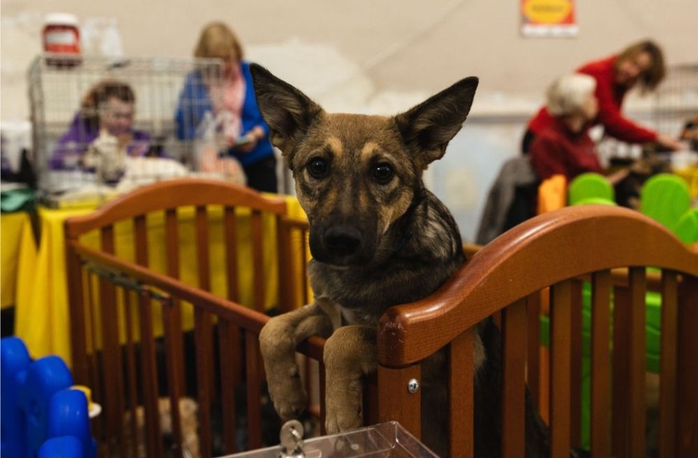 Собачка в добрі ручки!