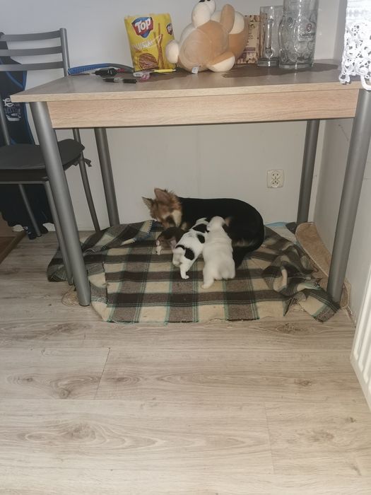 Oddam pieski malutkie kundelki