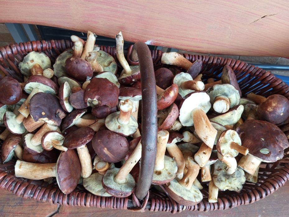 Grzyby świeże suszone prawdziwki kozak koźlarz maślak podgrzybek