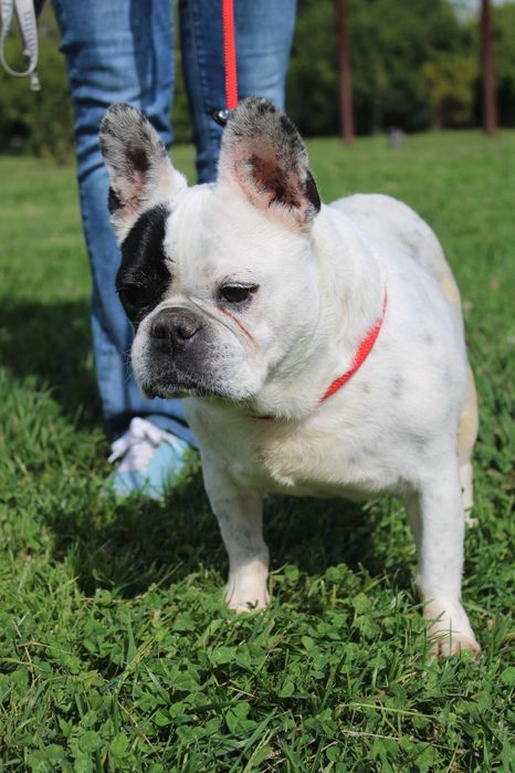Sasha Bulldog Francês