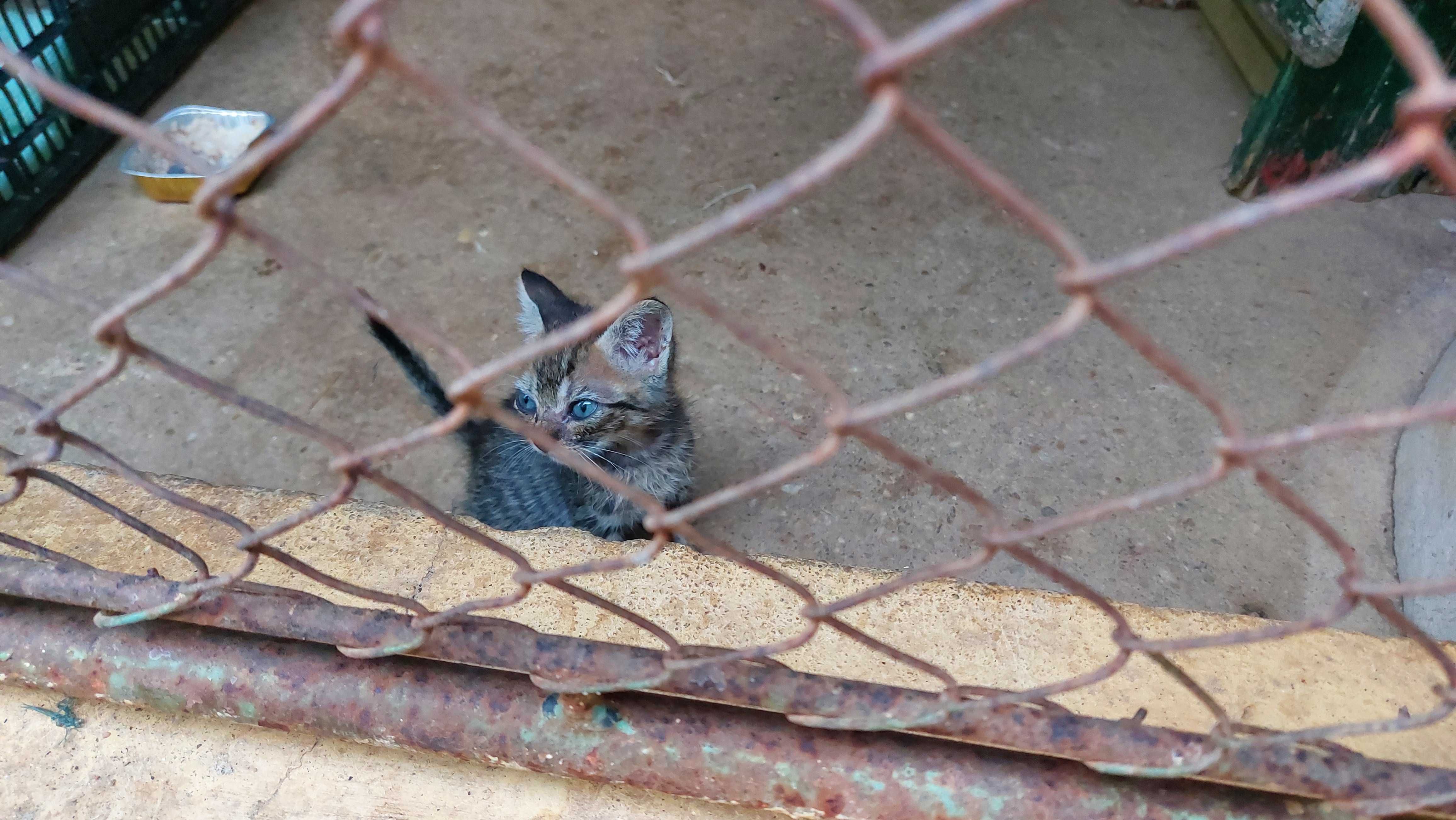 Gatinhos para adopção