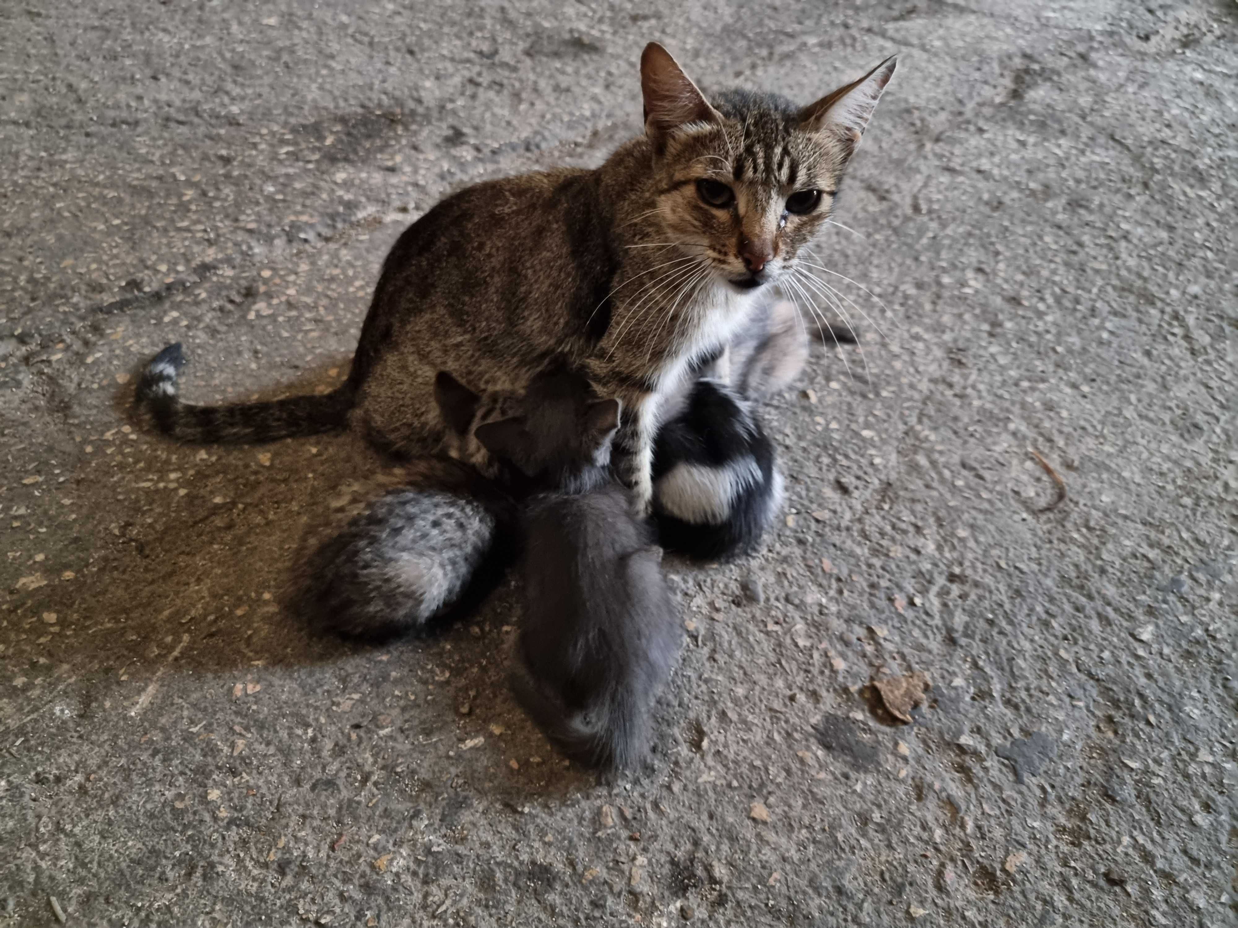 Dá-se gatos a quem os tratar bem