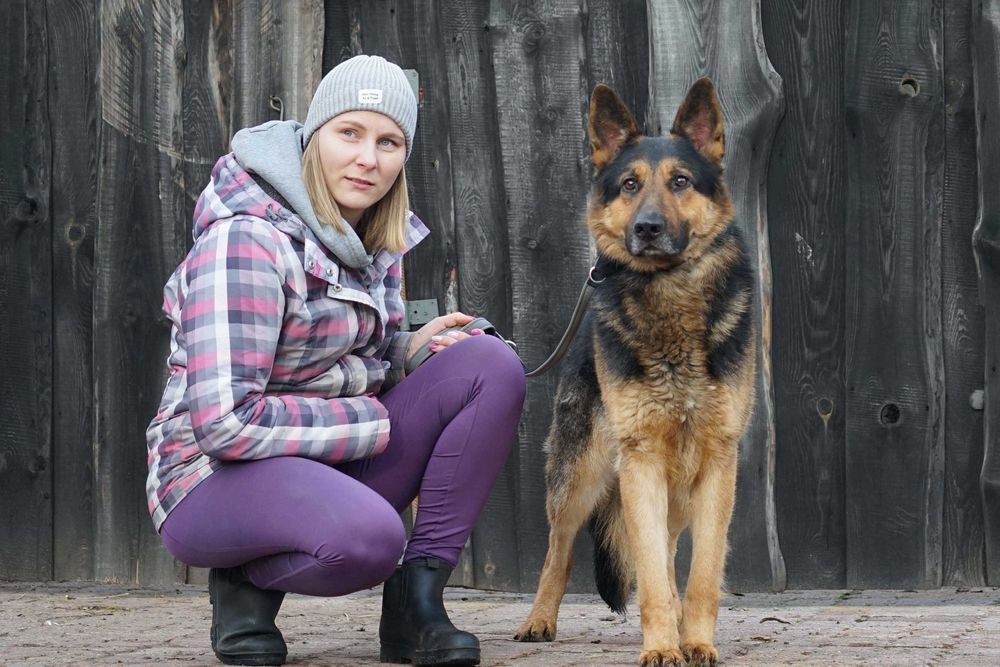 SATOSZ - piękny pies w typie owczarek niemiecki