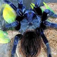 Изумрудный паук птицеед синий Pterinopelma sazimai самки новичкам