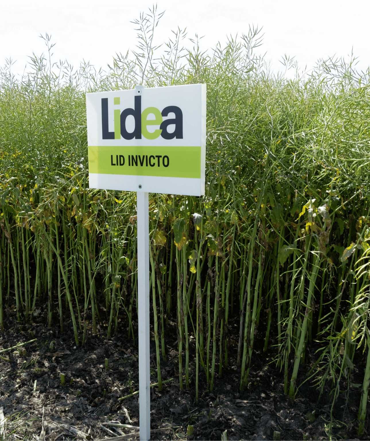 LIDEA Lid INVICTO Rzepak ozimy, 1,62 mln nasion nasion Lumiposa