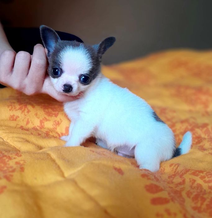 Chłopiec rasy chihuahua w kolorze niebiesko-białym.