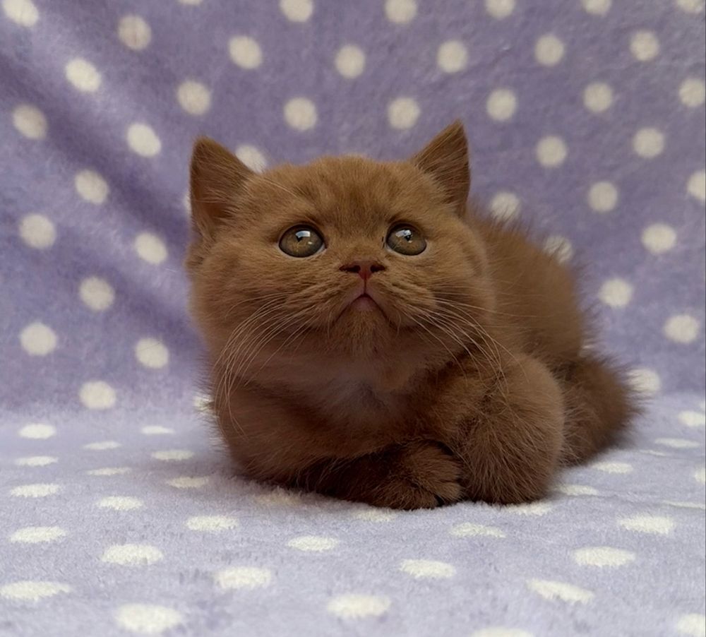 British shorthair cinnamon