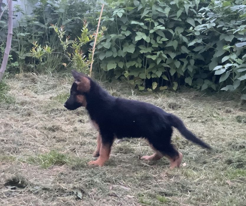 Німецька вівчарка