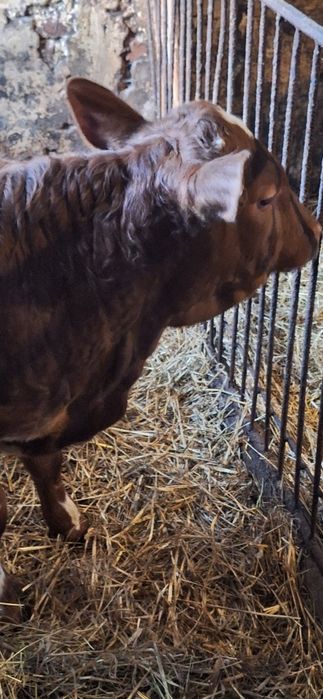 Sprzedam byczka bb 160kg