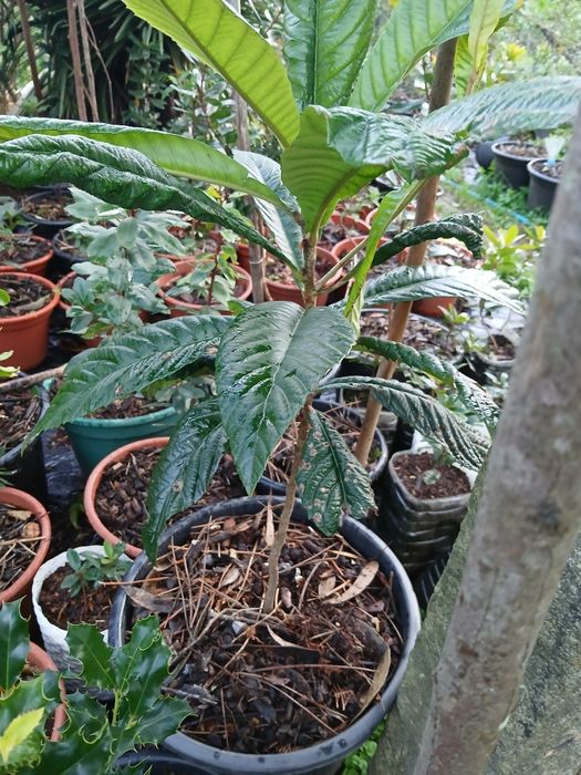 Nespereira ou Maganoreiro