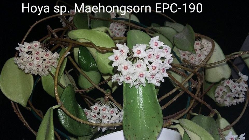 Ukorzenione sadzonki hoi sp. Maehongsorn EPC-190