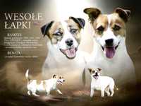 Jack Russell terrier śliczny chłopiec  /Zapowiedź miotu czerwiec /DNA