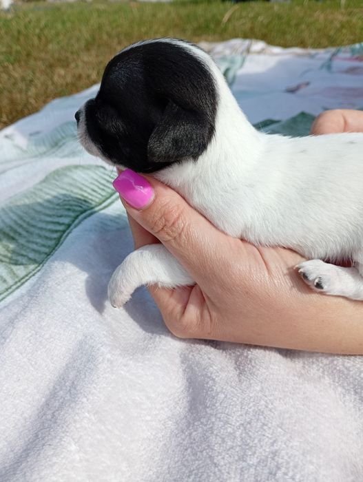 Chłopiec chihuahua
