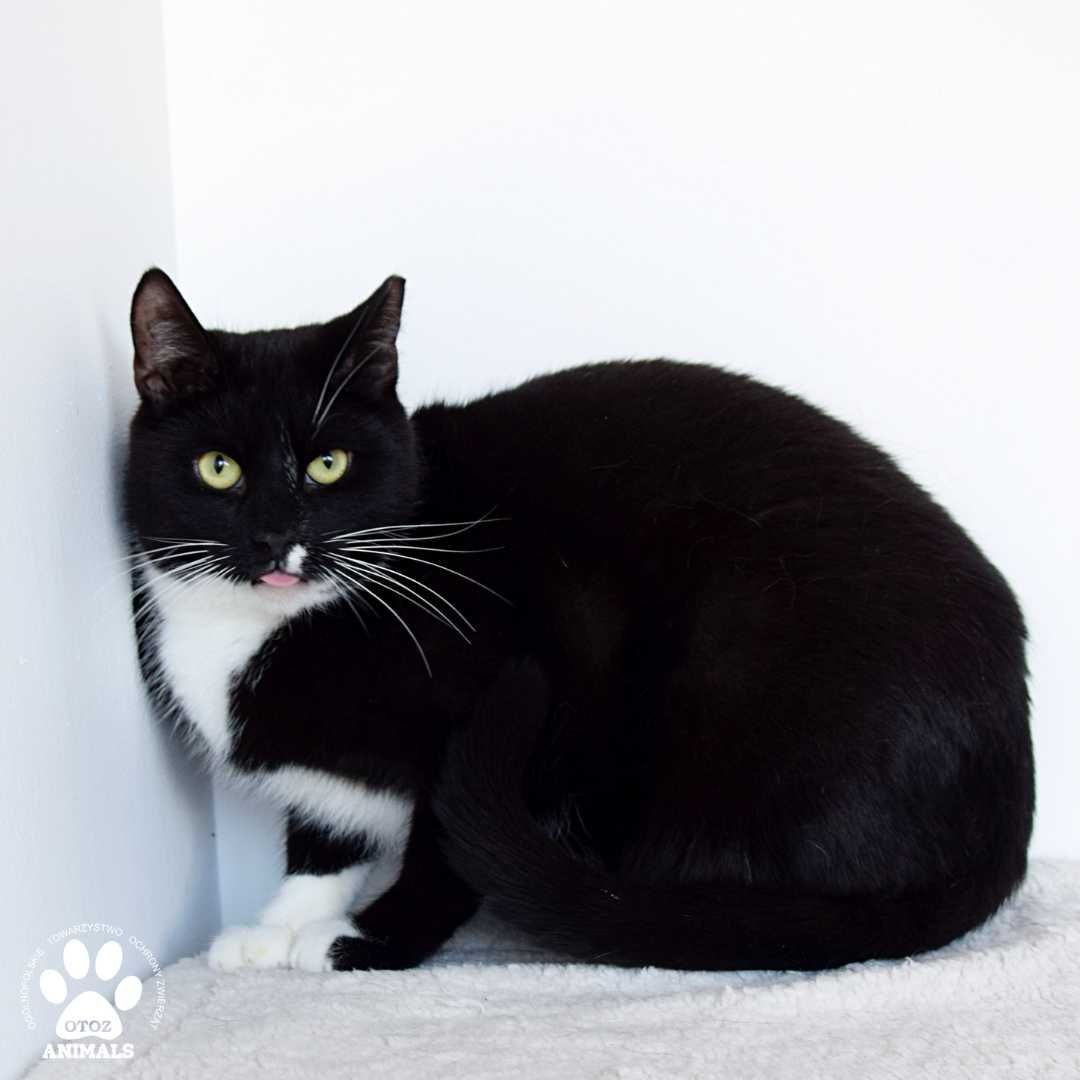 Łagodny kocurek do adopcji! Poznajcie Gruzina!