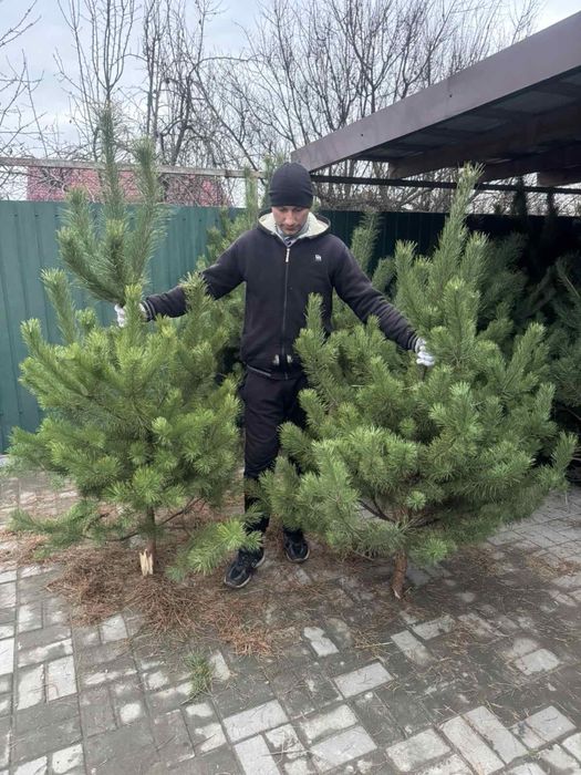 Новогодняя сосно ёлка новорічна ялинка