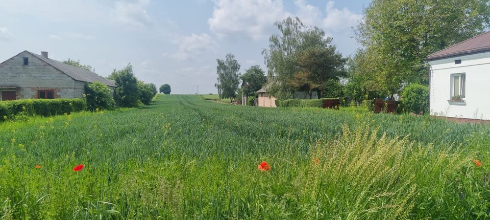 Dzialka 36arow Krzak Woj. Lubelskie gm. Nielisz