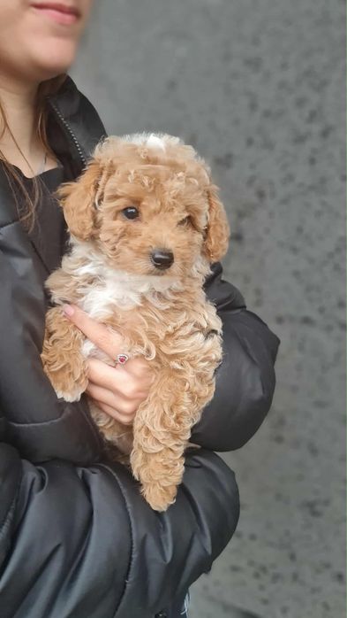 Maltipoo F1b sunia gotowa do zmiany domu