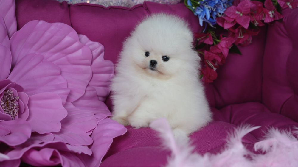 Oferuję prześliczną suczkę rasy Pomeranian