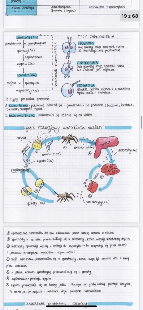 Notatki biologia rozszerzona 1 i 2 klasa