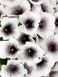 Петунія ампільна вегетативна  Crazytunia Black&White.