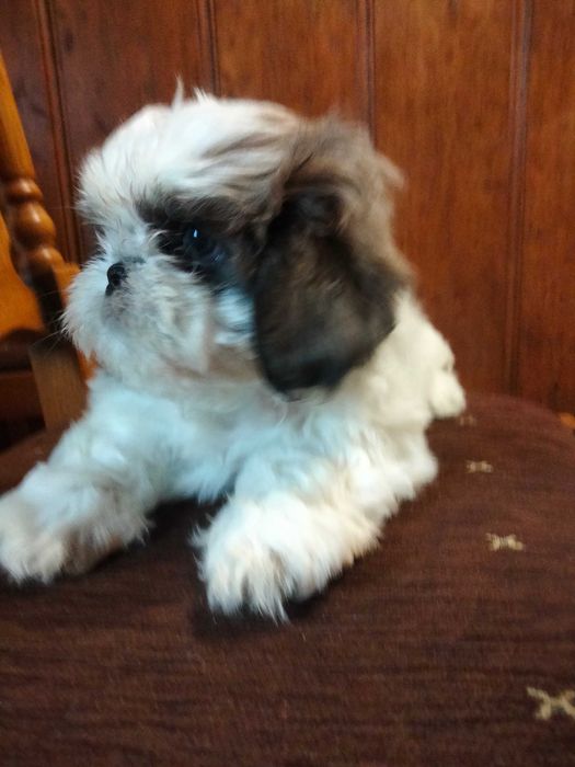 Śliczna suczka rasy Shih Tzu
