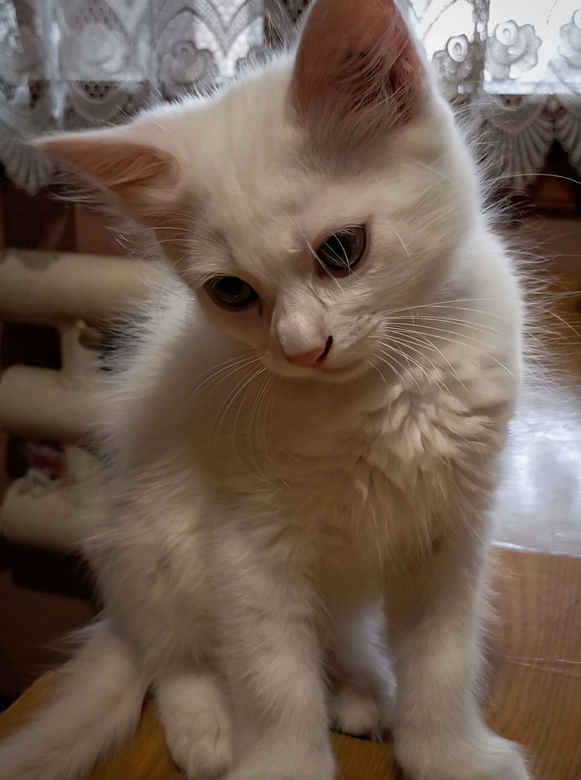 Котик шукає дім.