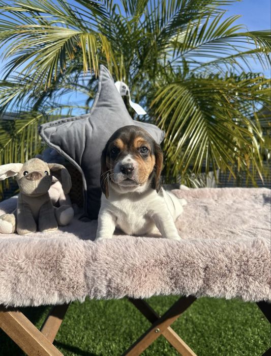 Beagle menino fantastico