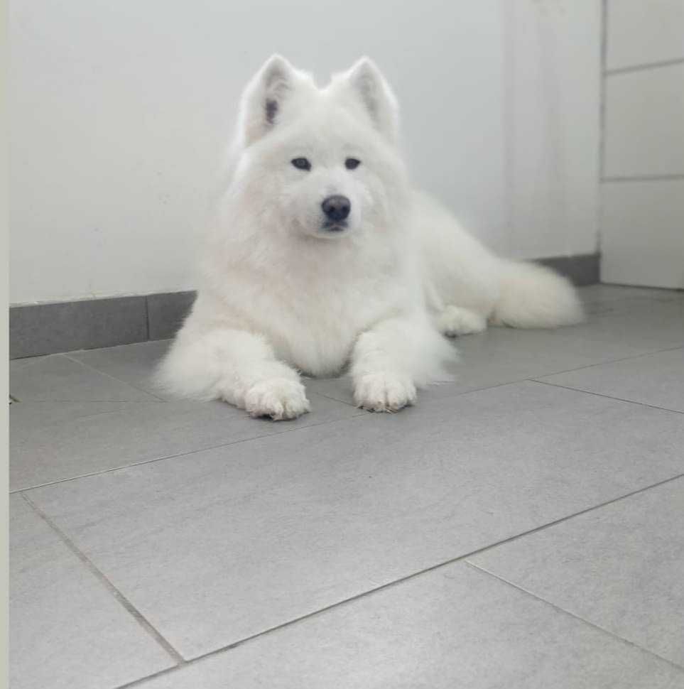 Samoyed*szczenię*UCI