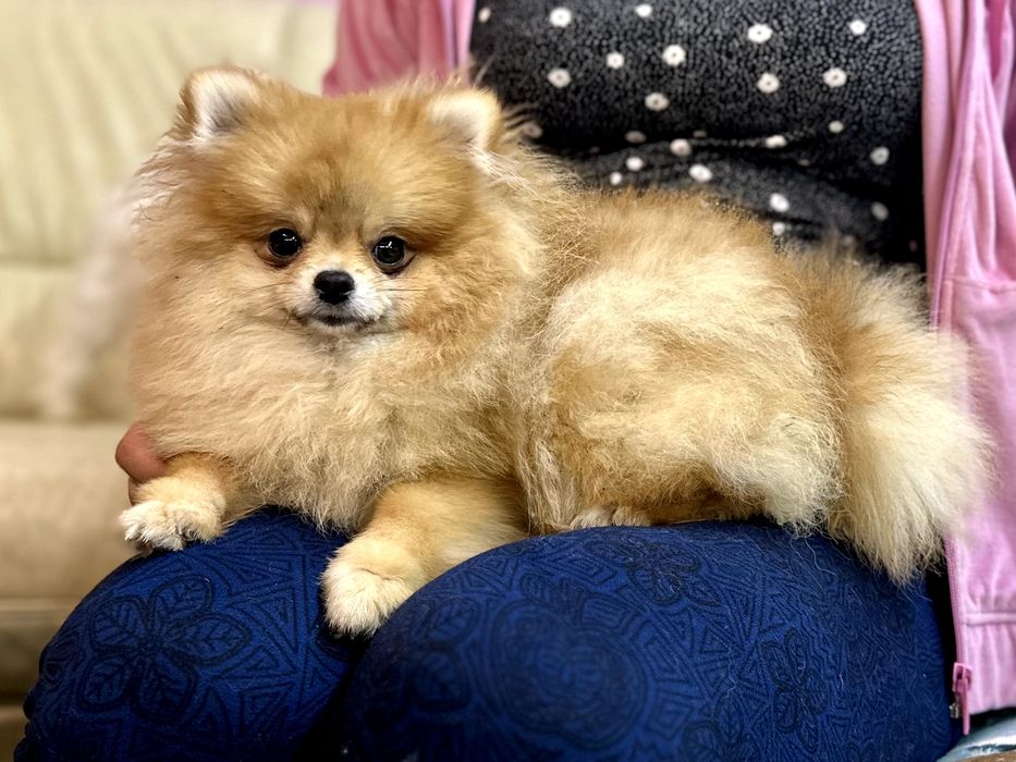 Pomeranian szpic miniaturowy zkwp