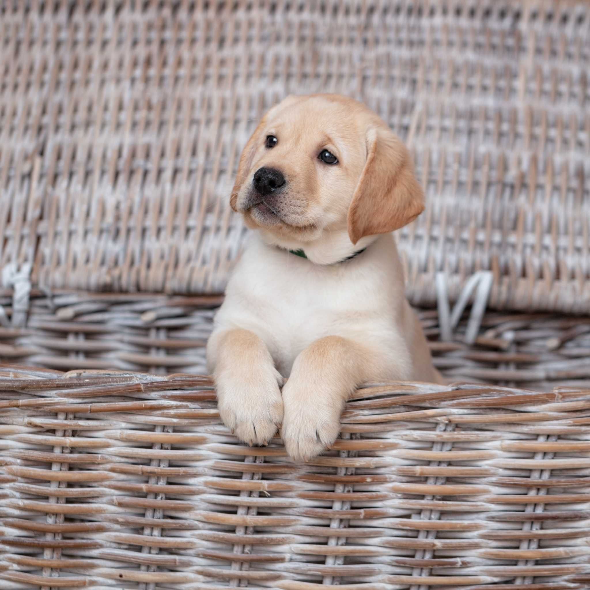 Labrador retriever - słodki "biszkoptowy" piesek