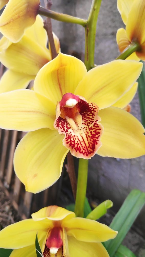 Orquídea amarela olho vermelho