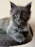 Kotka rasy Maine Coon