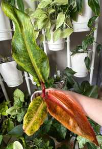 Philodendron Caramel Creame