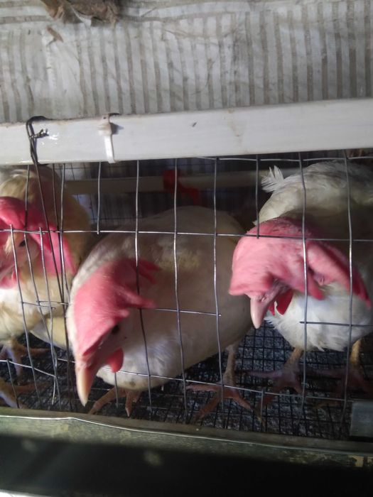 Клітки для курей,б/у