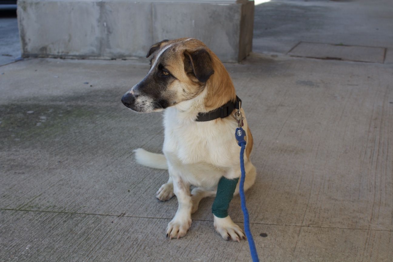 CARAMELO: Jovem cachorro para adopção