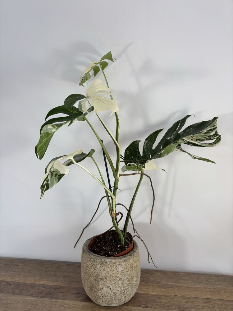 Monstera variegata MV28XXL