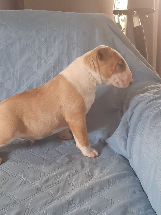 Bulterier standard -pies