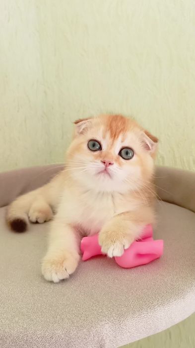 Дуже ніжна дівчинка золота шиншила