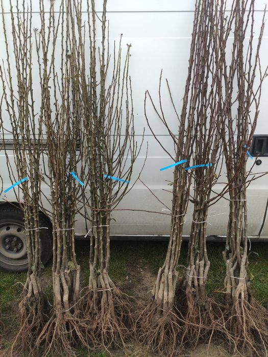 Drzewka Owocowe Producent Wysyłka