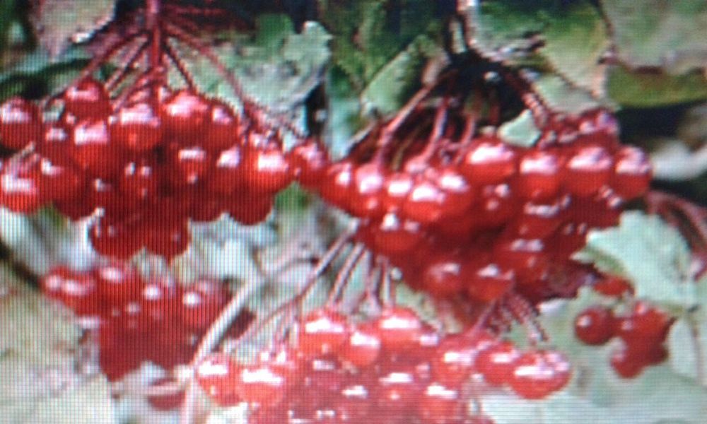 Саженци калины крупноплодной, грецкого ореха , и др