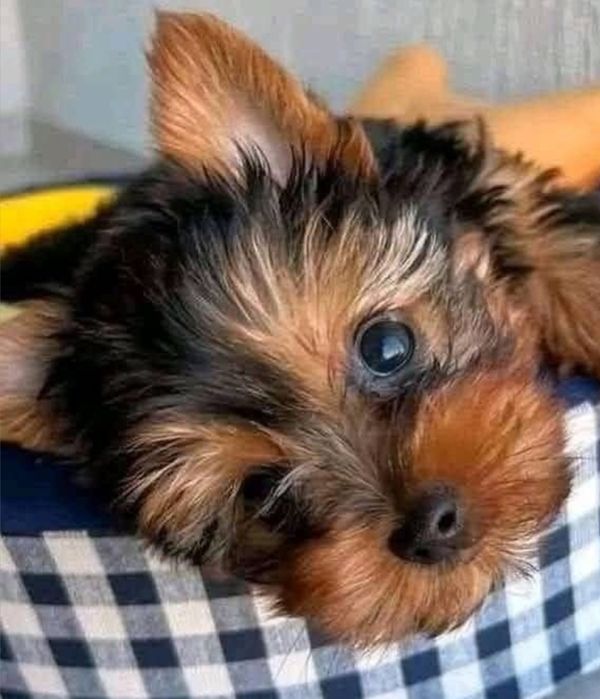 Yorkshire terrier  boneco qualidade para  entregar  hoj